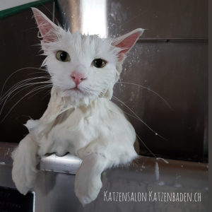 nasse weisse Katze während dem Baden