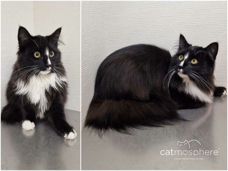 Das Fell Ihrer Katze verknotet? Termin beim Katzencoiffeur buchen! catmosphere Katzensalon