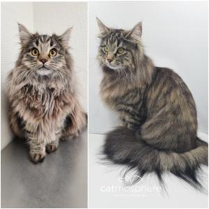 Vor und nach der Pflege. Nach dem Baden einfach sauber. Norwegische Waldkatze.