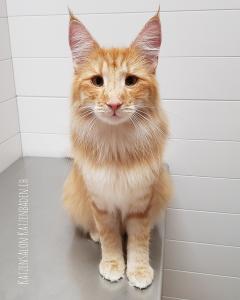 Norwegische Waldkatze