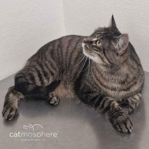 Hauskatze