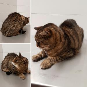 Hauskatze kurzhaar